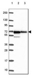 Anti-PRKAA1 antibody produced in rabbit Prestige Antibodies&#174; Powered by Atlas Antibodies, affinity isolated antibody, buffered aqueous glycerol solution