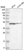 Anti-E2F1 antibody produced in rabbit Prestige Antibodies&#174; Powered by Atlas Antibodies, affinity isolated antibody