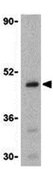 Anti-Caspase-5 Antibody from rabbit, purified by affinity chromatography