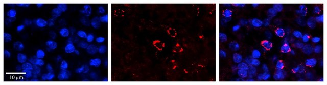 Anti-FANCL antibody produced in rabbit affinity isolated antibody