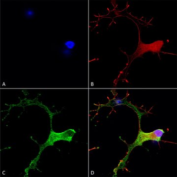 Monoclonal Anti-Cav3.1 - Rpe antibody produced in mouse clone S178A-9, purified immunoglobulin