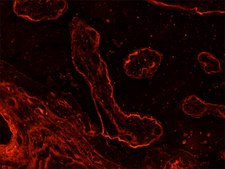 Monoclonal Anti-Laminin antibody produced in mouse clone LAM-89, purified from hybridoma cell culture