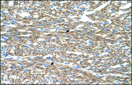Anti-COX4I1 antibody produced in rabbit IgG fraction of antiserum