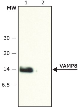 Anti-VAMP-8 (N-terminal) antibody produced in rabbit ~1.5&#160;mg/mL, affinity isolated antibody, buffered aqueous solution