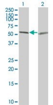 ANTI-TUBA1 antibody produced in mouse clone 1G12, purified immunoglobulin, buffered aqueous solution