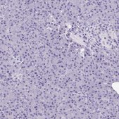 Anti-MORC4 antibody produced in rabbit Prestige Antibodies&#174; Powered by Atlas Antibodies, affinity isolated antibody, buffered aqueous glycerol solution