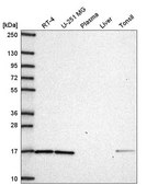 Anti-WLS antibody produced in rabbit Prestige Antibodies&#174; Powered by Atlas Antibodies, affinity isolated antibody