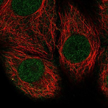 Anti-PTEN antibody produced in rabbit Prestige Antibodies&#174; Powered by Atlas Antibodies, affinity isolated antibody, buffered aqueous glycerol solution