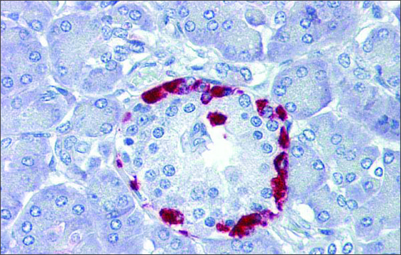 Anti-TEAD4 antibody produced in rabbit affinity isolated antibody