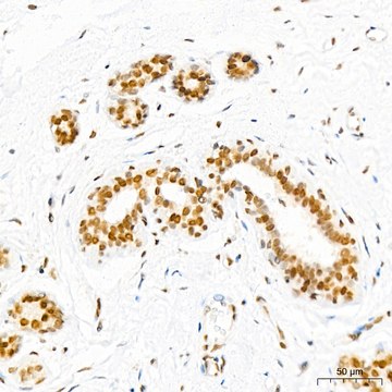 Anti-EHMT2 Antibody, clone 2I0Q4, Rabbit Monoclonal