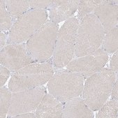 Anti-RBFOX3 antibody produced in rabbit Prestige Antibodies&#174; Powered by Atlas Antibodies, affinity isolated antibody, buffered aqueous glycerol solution