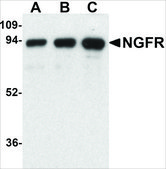 Anti-NGFR antibody produced in rabbit affinity isolated antibody, buffered aqueous solution