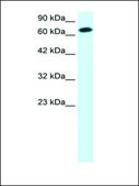 Anti-STAT4 antibody produced in rabbit IgG fraction of antiserum