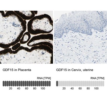 Anti-GDF15 antibody produced in rabbit Prestige Antibodies&#174; Powered by Atlas Antibodies, affinity isolated antibody, buffered aqueous glycerol solution