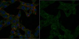 Anti-Partitioning-defective 3 Antibody, Alexa Fluor&#8482; 488 Conjugate from rabbit, ALEXA FLUOR&#8482; 488