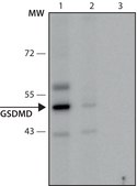 Anti-GSDMD (126-138) antibody produced in rabbit IgG fraction of antiserum, buffered aqueous solution