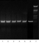 High Pure RNA Tissue Kit sufficient for 50&#160;isolation(s), suitable for RT-PCR, suitable for Northern blotting