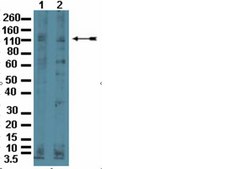 Anti-TKS5 (SH3 #1) Antibody from rabbit