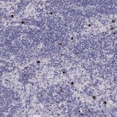 Anti-P2RY10 antibody produced in rabbit Prestige Antibodies® Powered by Atlas Antibodies, affinity isolated antibody
