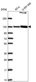 Anti-Ppfibp1 Antibody Produced In Rabbit Prestige Antibodies&#174; Powered by Atlas Antibodies, affinity isolated antibody, buffered aqueous glycerol solution
