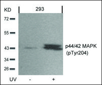 Anti-phospho-MAPK3 (pTyr204) antibody produced in rabbit affinity isolated antibody