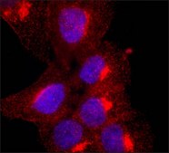 Anti-Granulin (C-terminal) antibody produced in rabbit ~1.0&#160;mg/mL, affinity isolated antibody