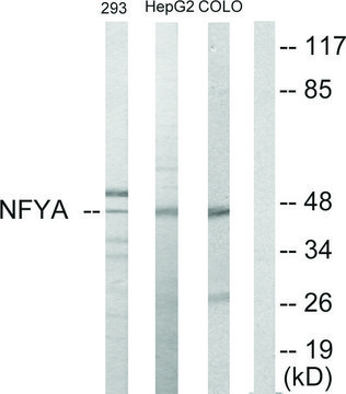 Anti-NFYA antibody produced in rabbit affinity isolated antibody