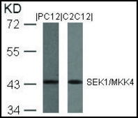 Anti-MAP2K4 (Ab-80) antibody produced in rabbit affinity isolated antibody
