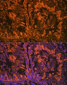 Anti-SRD5A2 antibody produced in rabbit