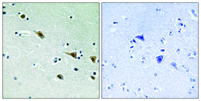 Anti-phospho-MAP2K7 (pSer271) antibody produced in rabbit affinity isolated antibody