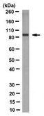Anti-HCN4 Antibody, clone PG2-1A4 clone PG2-1A4, from rat