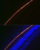 Anti-RPA70 antibody produced in rabbit