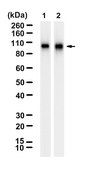 Anti-Neuroligin-2 Antibody, clone 2H2 ZooMAb&#174; Rabbit Monoclonal recombinant, expressed in HEK 293 cells