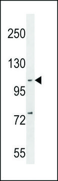 ANTI-NFKB(P105) (C-TERM S933) antibody produced in rabbit affinity isolated antibody, buffered aqueous solution