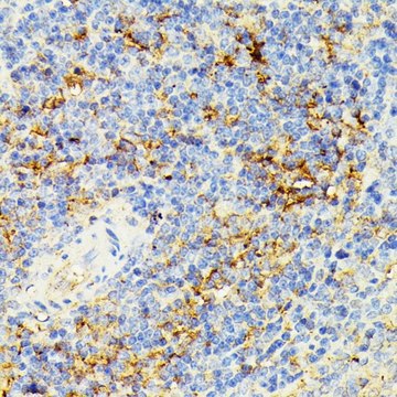 Anti- ECE1 antibody produced in rabbit