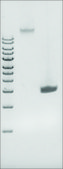 Microbial DNA standard from Enterococcus faecalis Suitable for PCR, sequencing and NGS, 10&#160;ng/&#956;L