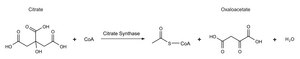 Citrate Synthase Assay Kit 1&#160;kit sufficient for 100&#160;reactions (using a 1 ml cuvette), 1&#160;kit sufficient for 480&#160;reactions (using 96 multiwell plates)
