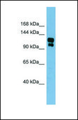Anti-TRPA1 antibody produced in rabbit affinity isolated antibody