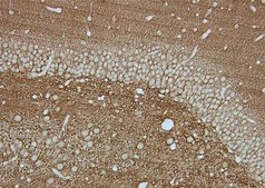 Anti-Synaptophysin Antibody, clone SY38 clone SY38, Chemicon&#174;, from mouse