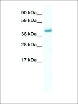 Anti-GABRE antibody produced in rabbit affinity isolated antibody
