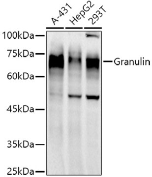 Anti-Granulin Antibody, clone 8O5Q5, Rabbit Monoclonal