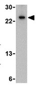 Anti-TSLP Antibody from rabbit, purified by affinity chromatography