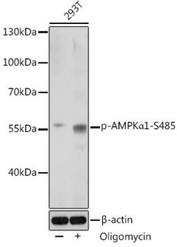 Anti-Phospho-AMPK&#945;1-S485 antibody produced in rabbit