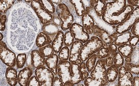 Anti-GATM/AGAT Antibody, clone 1F4 ZooMAb&#174; Rabbit Monoclonal recombinant, expressed in HEK 293 cells