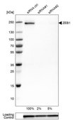 Monoclonal Anti-ZEB1 antibody produced in mouse Prestige Antibodies&#174; Powered by Atlas Antibodies, clone CL0151, purified immunoglobulin, buffered aqueous glycerol solution