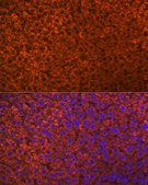 Anti-PON1 antibody produced in rabbit