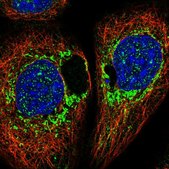 Anti-DAP antibody produced in rabbit Prestige Antibodies&#174; Powered by Atlas Antibodies, affinity isolated antibody, buffered aqueous glycerol solution