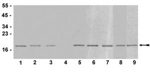 Anti-trimethyl-Histone H3 (Lys9) Antibody serum, Upstate&#174;
