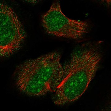 Anti-Rxrb Antibody Produced In Rabbit Prestige Antibodies&#174; Powered by Atlas Antibodies, affinity isolated antibody, buffered aqueous glycerol solution