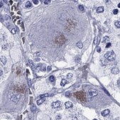 Anti-SLC6A2 Prestige Antibodies&#174; Powered by Atlas Antibodies, affinity isolated antibody